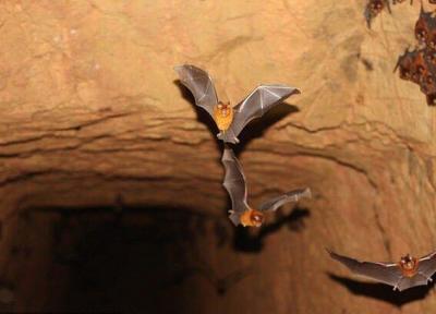 کشف 4 گونه خفاش مرتبط با خفاشی که عامل کروناویروس بود