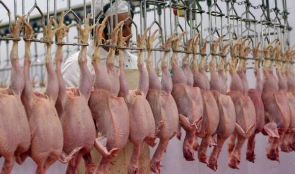 خبرنگاران نظارت بر تولید،کشتار و توزیع مرغ در خراسان رضوی تشدید می شود