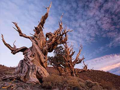 قدیمی ترین درخت های جهان هنوز زنده اند!