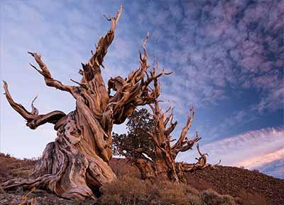 قدیمی ترین درخت های جهان هنوز زنده اند!